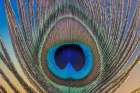 USA, Washington State, Seabeck. Peacock feather close-up. Art Print